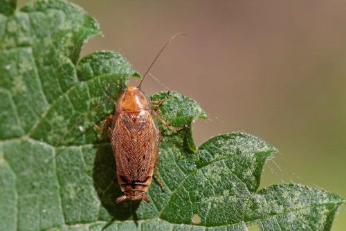 Réf. 263 689 : Ectobius sp.
